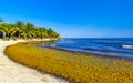 Beautiful Caribbean beach totally filthy dirty nasty seaweed problem Mexico