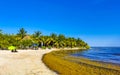 Beautiful Caribbean beach totally filthy dirty nasty seaweed problem Mexico