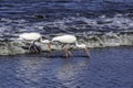 Two White Ibis feeding on shoreline