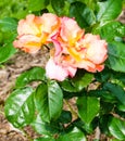 Playboy Rose