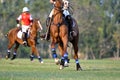 The player and the horse in the polo Royalty Free Stock Photo