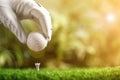 Player putting golf ball on tee in sunny summer park. Space for design Royalty Free Stock Photo