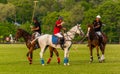 Players in action during a polo match Royalty Free Stock Photo