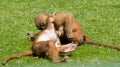 Playfighting Monkeys Royalty Free Stock Photo