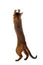 Playful Abyssinian Cat Standing on rear Legs, Raising up Paw Royalty Free Stock Photo