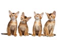 Playful Abyssinian four Kitten on Isolated White Background