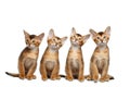 Playful Abyssinian four Kitten on Isolated White Background