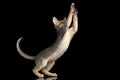Playful Abyssinian Kitten Catching Paws isolated on black background