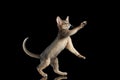 Playful Abyssinian Kitten Catching Paws isolated on black background