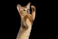 Playful Abyssinian Kitten Looking and Raising up Paw isolated black