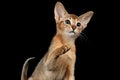 Playful Abyssinian Kitten Looking and Raising up Paw isolated black