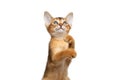 Playful Abyssinian Kitty Curious Standing on Isolated White Background