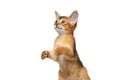 Playful Abyssinian Kitty Curious Standing on Isolated White Background