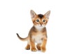 Playful Abyssinian Kitty Curious Standing on Isolated White Background