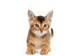 Playful Abyssinian Kitty Curious Standing on Isolated White Background