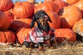 Playful active dachshund puppy in checkered shirt stands by pile of pumpkins and licks its lips. Seasonal food fair