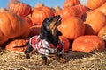 Playful active dachshund puppy in checkered shirt stands by pile of pumpkins and shows its tongue, illuminated by warm