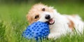 Playful active dog puppy chewing, biting a toy in the grass Royalty Free Stock Photo