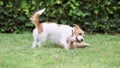 Playful active, hyper dog puppy playing with her toy in the grass