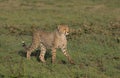 playful adorable cheetah cub walking and exploring the wild plains of serengeti national park, tanzania