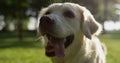 Playful adult golden retriever sitting with open mouth tongue out closeup. Royalty Free Stock Photo