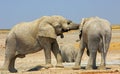 Playful African elephants in the wilderness