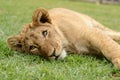 Playful African lion cub