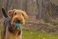 Playful airedale terrier dog with ball in mouth Royalty Free Stock Photo