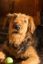 Playful Airedale Terrier - Looking Up