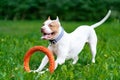 Playful american pitbull terrier puppy running with orange hoop in mouth in park on grass Royalty Free Stock Photo