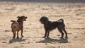 Two mongrel dogs playing together on beach Royalty Free Stock Photo