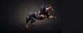 The Playful Antics Of A Funny Dachshund Provide Endless Amusement
