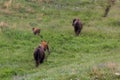 Playful Baby Bison Royalty Free Stock Photo