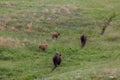 Playful Baby Bison Royalty Free Stock Photo