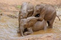 Playful Baby Elephants Royalty Free Stock Photo