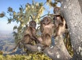 Playful baby Gelada monkeys sitting in the tree