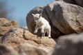 playful baby goat hopping from rock to rock Royalty Free Stock Photo