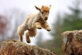 playful baby goat hopping from rock to rock Royalty Free Stock Photo