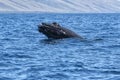 Playful baby humpback frollicking in the waters near Lahaina on Maui. Royalty Free Stock Photo