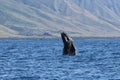 Playful baby humpback frollicking in the waters near Lahaina on Maui. Royalty Free Stock Photo