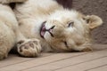 Playful Baby Lion
