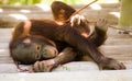 Playful Baby Orangutan with stick. Royalty Free Stock Photo