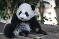 Playful Baby Panda in China