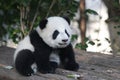 Playful Baby Panda in China