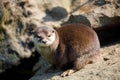 European otter family Lutra lutra Royalty Free Stock Photo