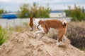 playful basenji dog digging pile of sand while searching small rodents hiding there