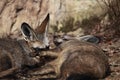 Playful Bat-eared foxes Royalty Free Stock Photo