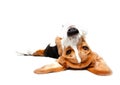 Playful Beagle Royalty Free Stock Photo