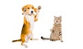 Playful Beagle and cat Scottish Straight