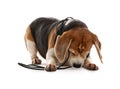 Playful Beagle dog damaging electrical wire on white background Royalty Free Stock Photo